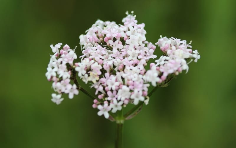 Flor de valeriana con umbelas de pequeñas flores blancas y rosadas