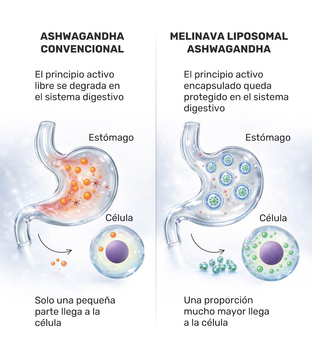 Comparación de la ashwagandha convencional y la ashwagandha liposomal de Melinava en el estómago y en la célula