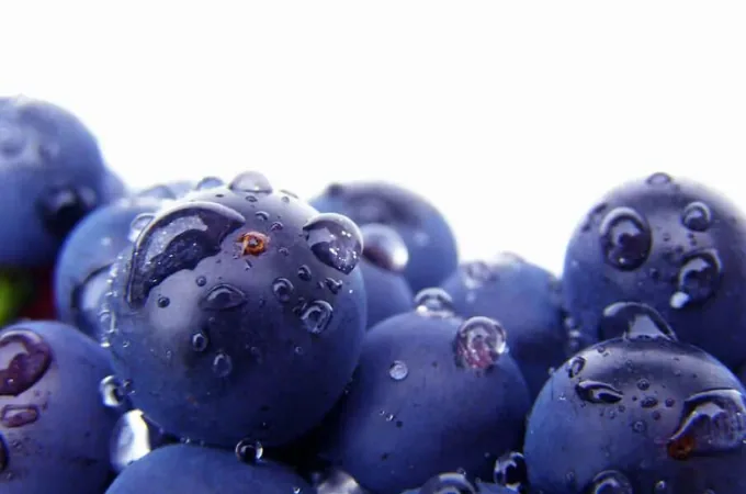 Uvas azules con gotas de agua vistas de cerca