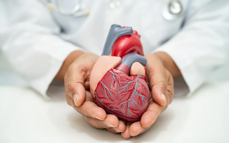Médico sostiene un modelo anatómico de corazón entre las manos