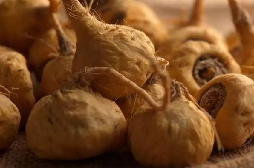 Raíces de maca secas sobre un paño de yute