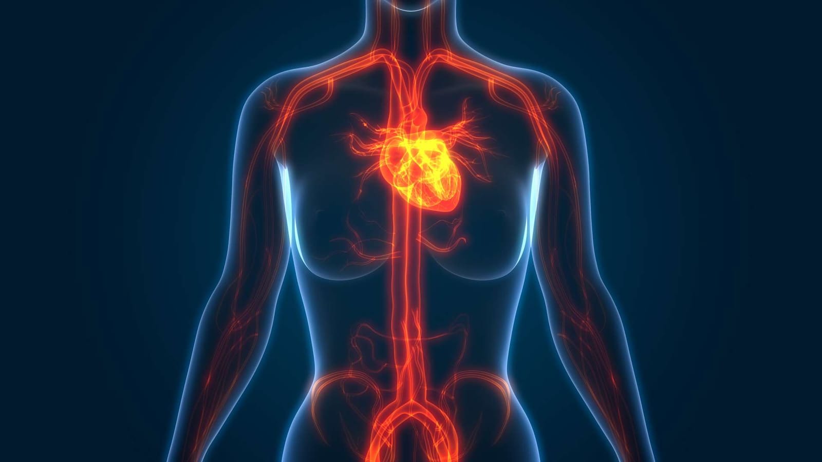 Ilustración del corazón y los vasos sanguíneos en el cuerpo humano