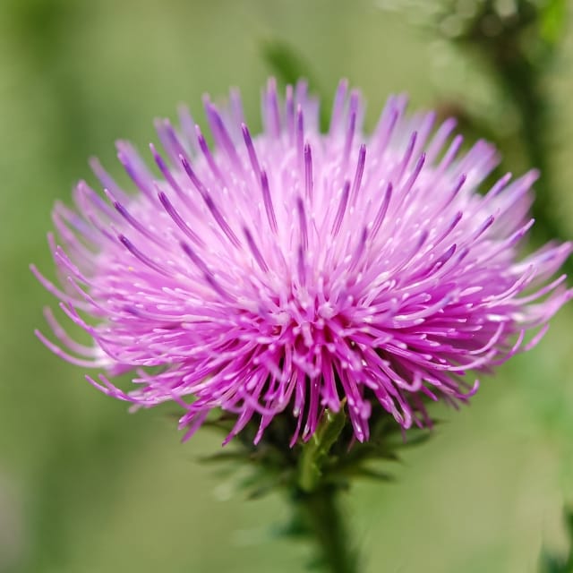 Flor de cardo mariano de color violeta en primer plano