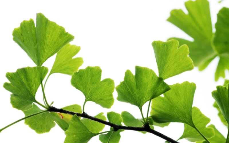 Hojas de ginkgo con su característica forma de abanico en una rama